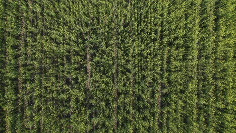 Trees-treetops-of-French-countryside