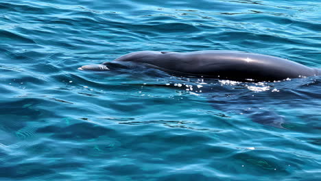 Delfines-Nadando-En-El-Mar---Cámara-Lenta-De-Cerca