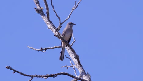 northern mockingbird, perched on a leafless branch