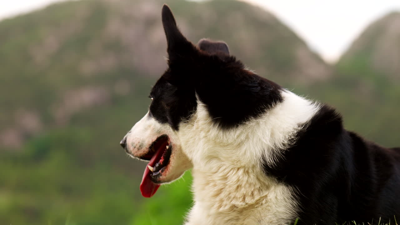 Border Collie-hund med tungen ute – jobber som gjeterhund – nærbilde