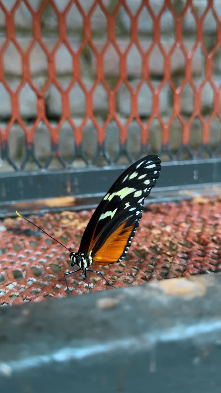 Farfalla dalle ali lunghe posata su una superficie di rete metallica all'aperto. Macro dettagliata di una farfalla Heliconius nera e arancione su uno sfondo texturizzato.