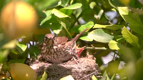 Echte-Drossel-Vogel-Im-Nest-Schritt-über-Baby-Küken-Kopf