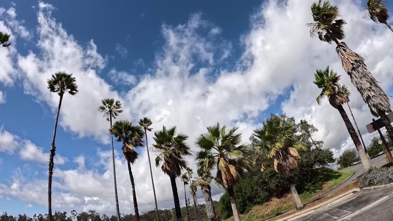 Low-angle view of iconic California palm trees swaying beneath a cloud-filled blue sky with distant power lines adding contrast.