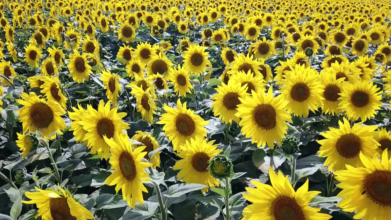 Campo de girassóis florescendo em um pôr do sol de fundo