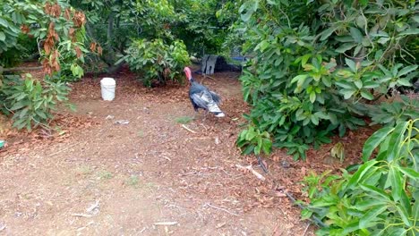 Pavo-De-Corral-Paseando-Por-La-Granja