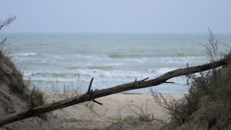 idyllic view of empty baltic sea coastline, steep seashore dunes damaged by waves, white sand beach, broken pine tree in foreground, coastal erosion, climate changes, medium shot