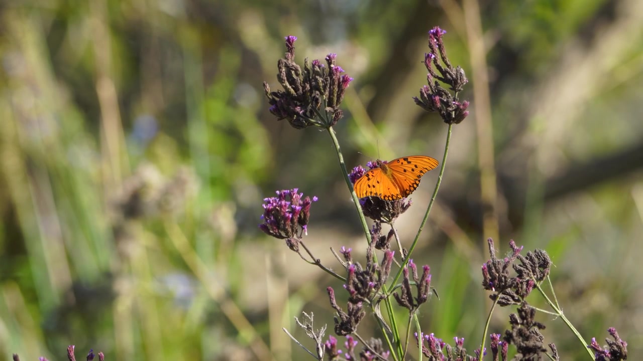 Una Mariposa Espejito (Agraulis vanillae maculosa) posata sui fiori di Verbena Bonaerense (Verbena bonariensis) in un ambiente naturale. La farfalla arancione rimane sulla pianta fiorita durante
