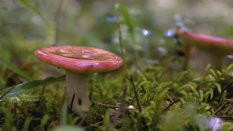 hongo rosado en un bosque