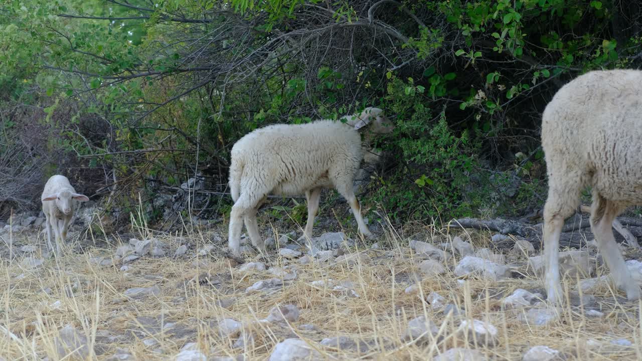 사육하는  ⁇  양들