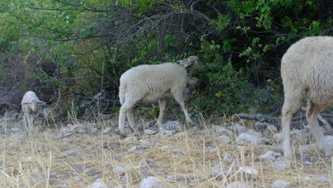 Grazing-white-lambs