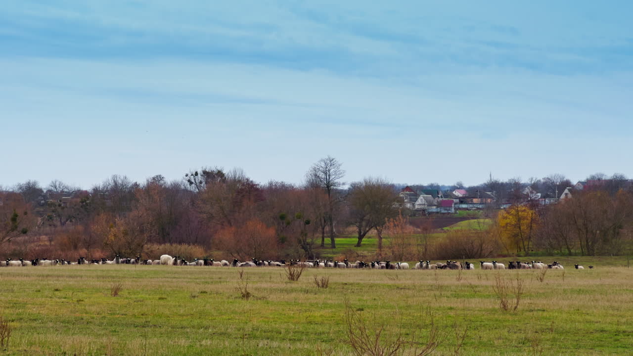 Meadow in the countryside in autumn season. A herd of domestic sheep pasturing in the field. Village houses are at backdrop.