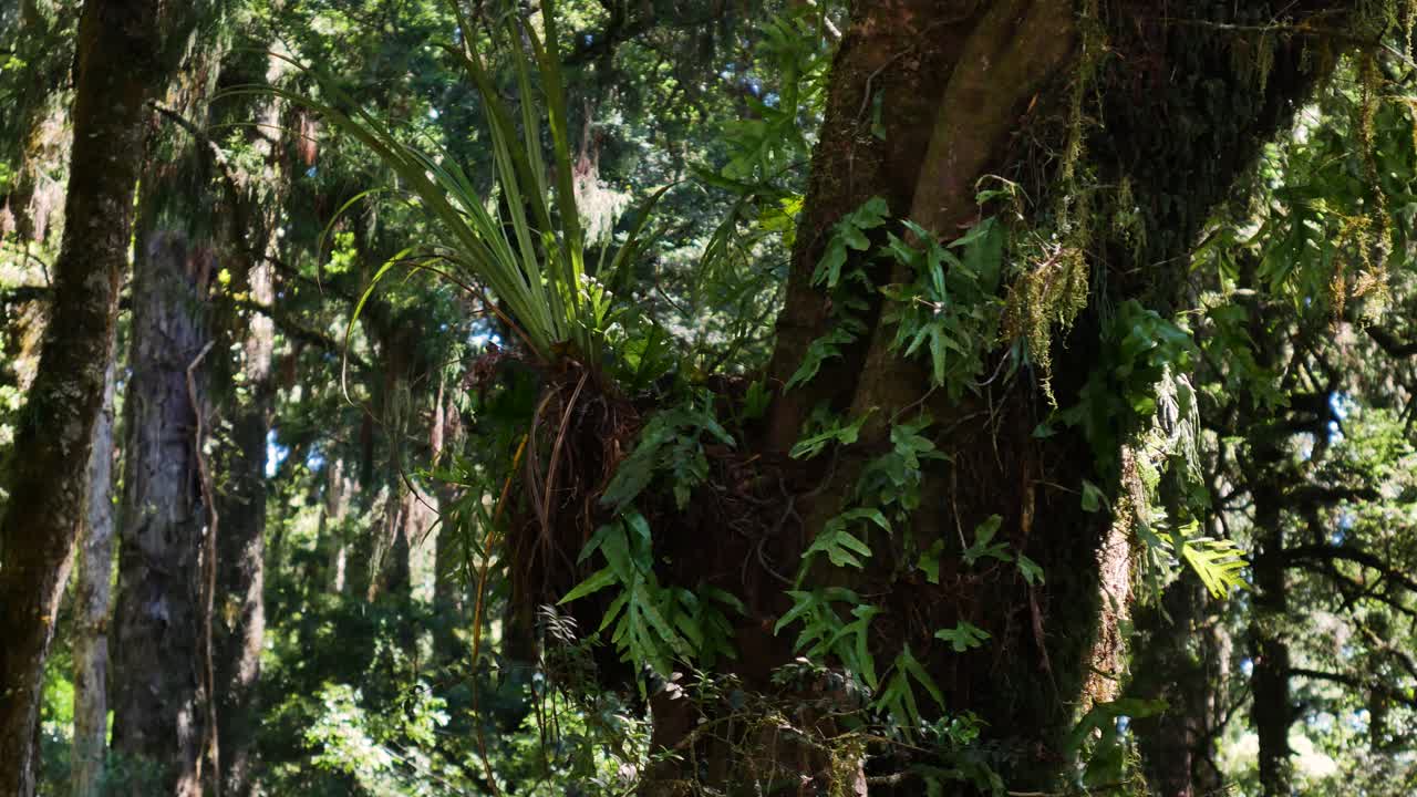 toma panorámica de hermosas plantas tropicales que crecen en árboles gigantes en la jungla de nueva zelanda