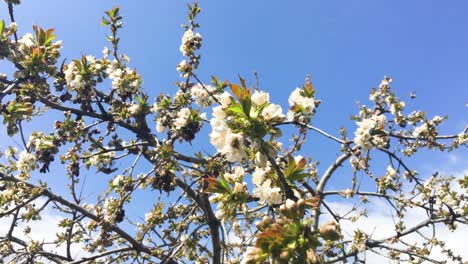 spring with flowers and bees