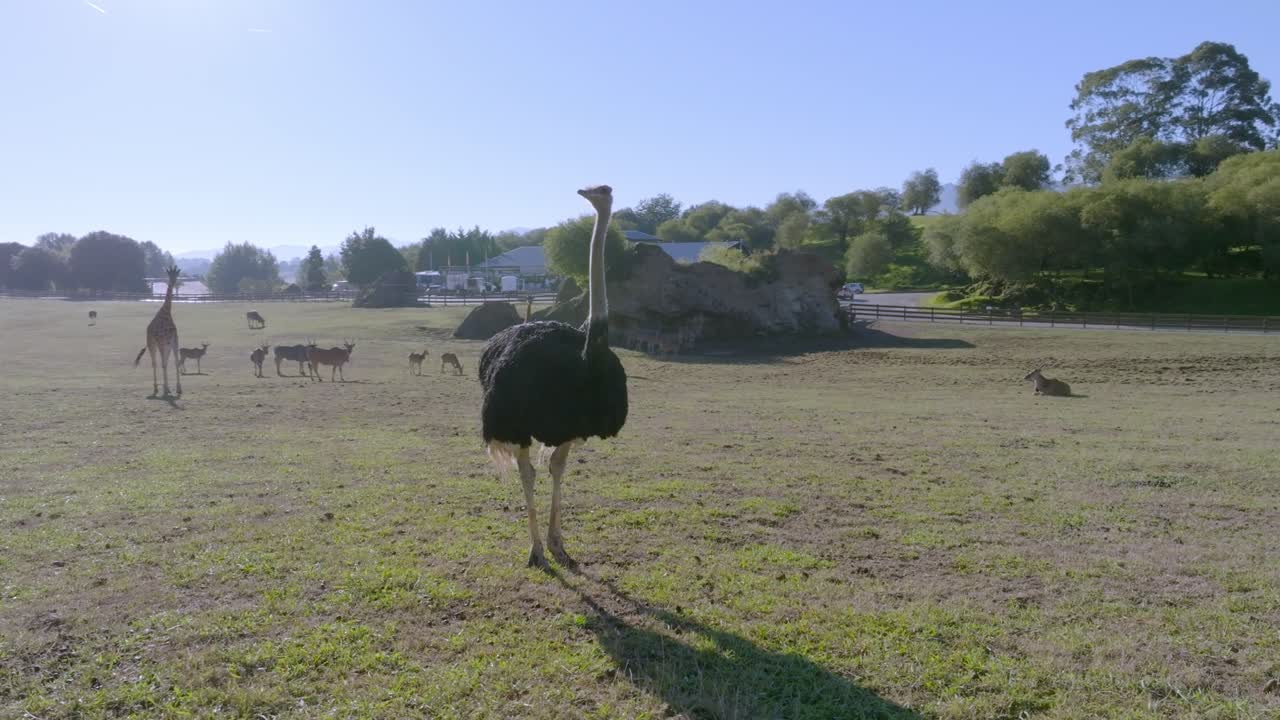 Uno struzzo in piedi nel mezzo di una prateria durante una giornata di sole con giraffe sullo sfondo.