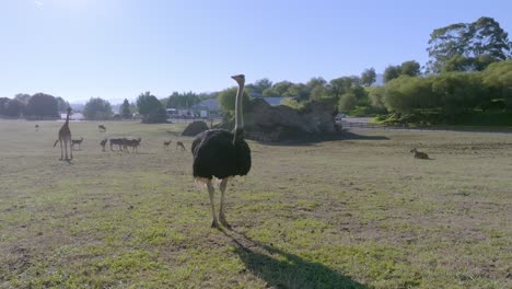 ostrich standing in th emiddle of a grassfield during a sunny day with giraffes in the background