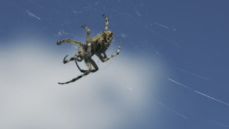 spider on a web against a blue sky