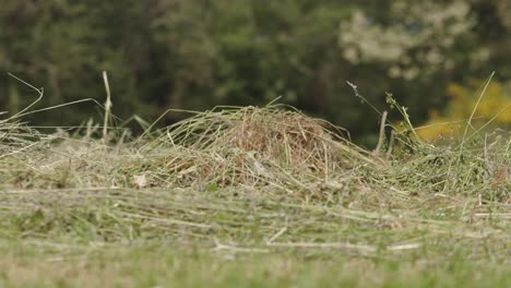 man in rubber boots walking in the field with grass clippings