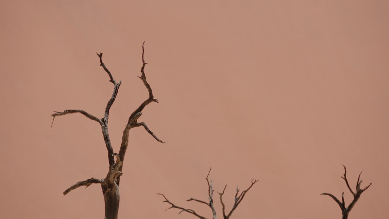 Dead Trees Against a Pale Orange Sky