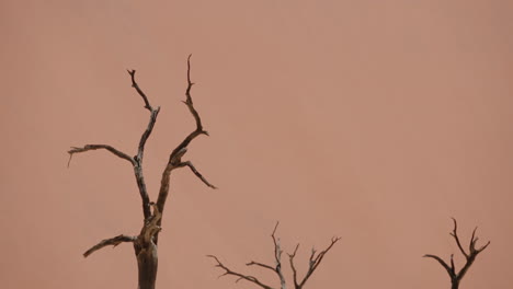 dead trees against a pale orange sky