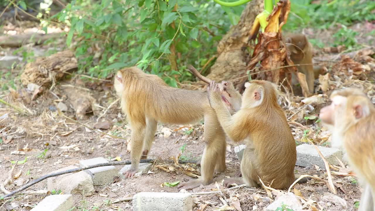 Two monkeys engage playfully in a natural setting at Khao Rang Viewpoint, with lush greenery and soft lighting