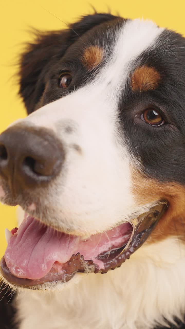Close-up of a Bernese Mountain Dog