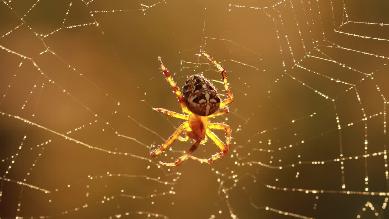 거미줄에 있는 거미가 미래의 희생자를 기다리고 있다