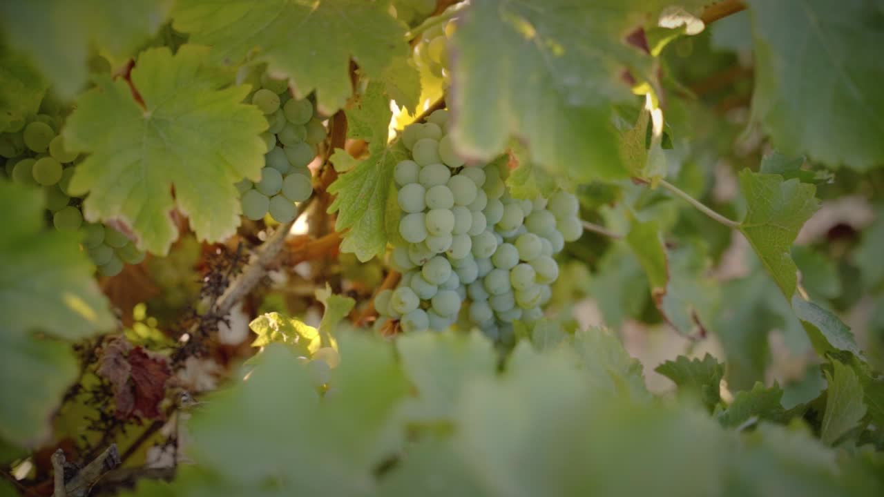 uvas blancas en viña tiro medio