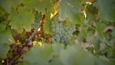 White grapes in vineyard medium shot