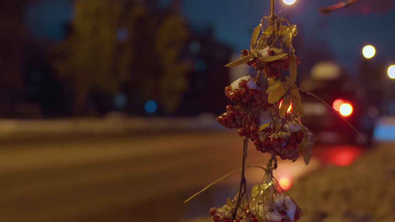 깊은 파란 하늘 아래 은 열매와 가을 잎을 가진 나무 가지의 클로즈업, 헤드라이트와 주거 건물을 배경으로 지나가는 자동차의 흐릿한 시야