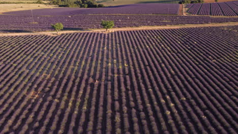 Plateau-de-Valensole-lavender-field-in-Provence,-France-aerial-view