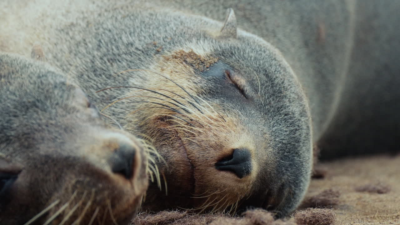 Two Seals Sleeping on the Beach