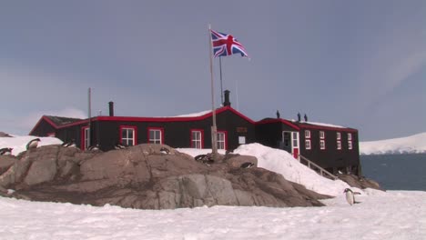 roosting penguins on the coast