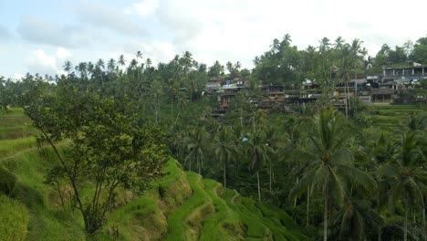 slow panorama shot of the tegallalang rice terraces on bali in indonesia amidst the tropical jungle in ubud