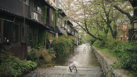 japanese alley with canal and cherry blossoms
