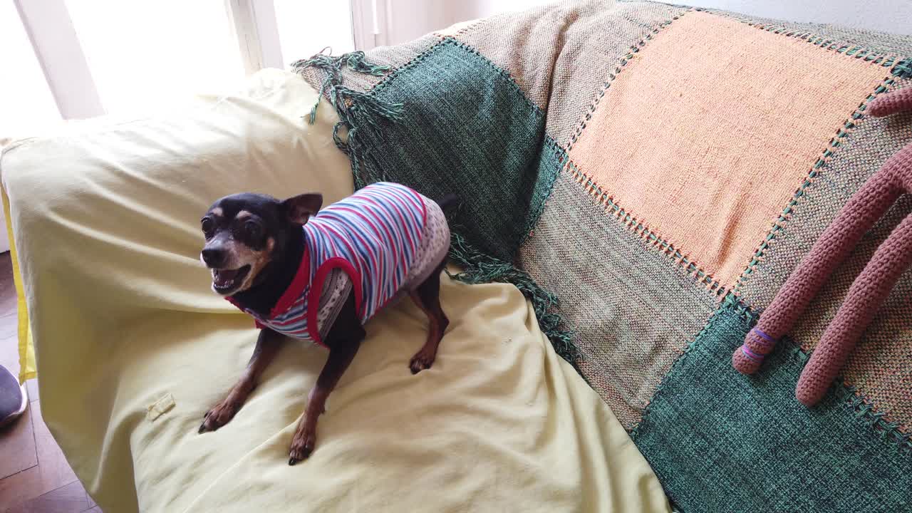 미니 핀처 개는 노란 소파에서 걱거리며 점프하고, 반려동물을 환영하는 행동