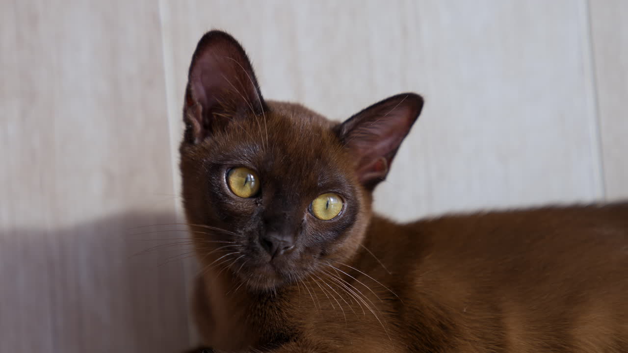 Adorabile gatto marrone è sdraiato sul pavimento bianco. Splendida pelliccia di gattino color cioccolato. Piccolo gattino di razza. Video frontale.