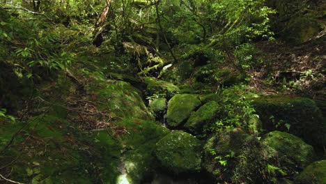 Mossy-valley-forest-floor-on-in-Yakushima-Shiratani-Unsuikyo-Forest,-Japan