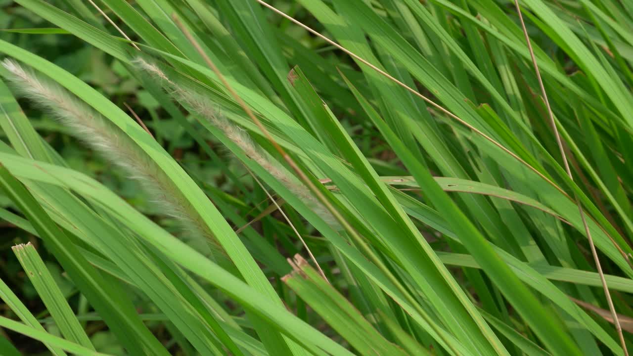 vista desde la parte superior de las flores de hierba que sopla el viento durante el día