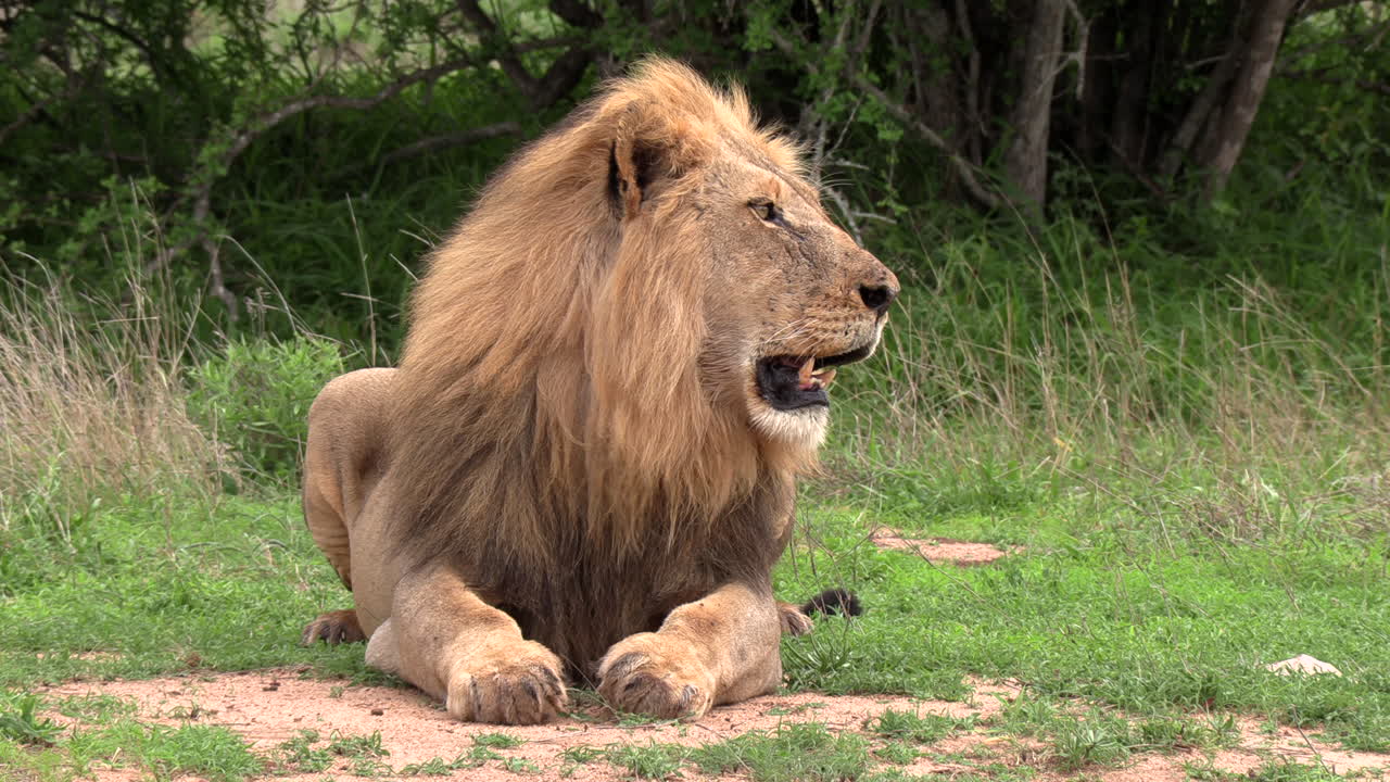 un hermoso león macho adulto sentado jadeando bajo el sol africano caliente