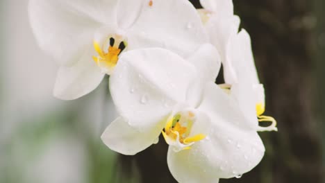primer plano de orquídeas blancas mojadas colgando en la mañana después de la lluvia