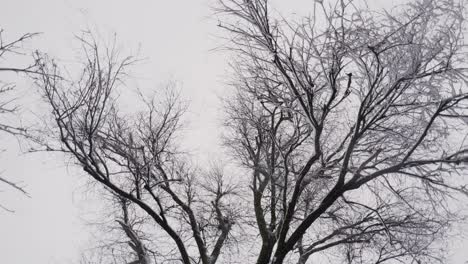 snowing over snowy tree branches in frozen winter