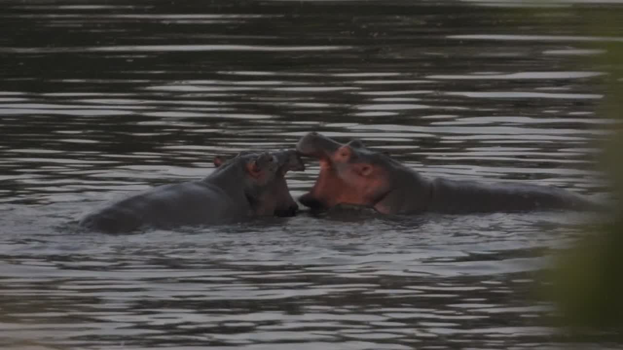 dos hipopótamos juveniles juegan en un río en el parque nacional kruger