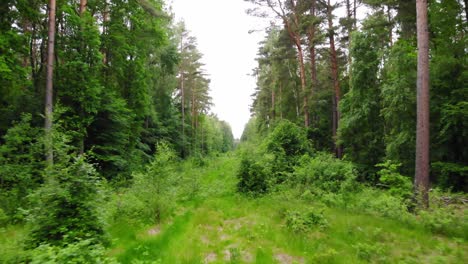 forward view of a wild meadow within a forest