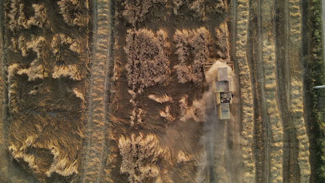 Vue d'en haut d'une moissonneuse récoltant du blé dans un champ en été, vue d'un champ agricole au Pakistan