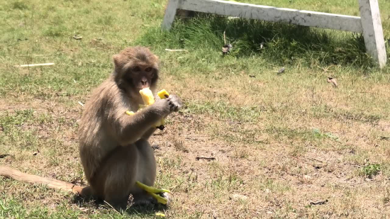 Macaco-macaco selvagem comendo banana na Ilha dos Macacos em Nha Trang, Vietnã, mostrando comportamento alimentar natural durante um encontro com a vida selvagem
