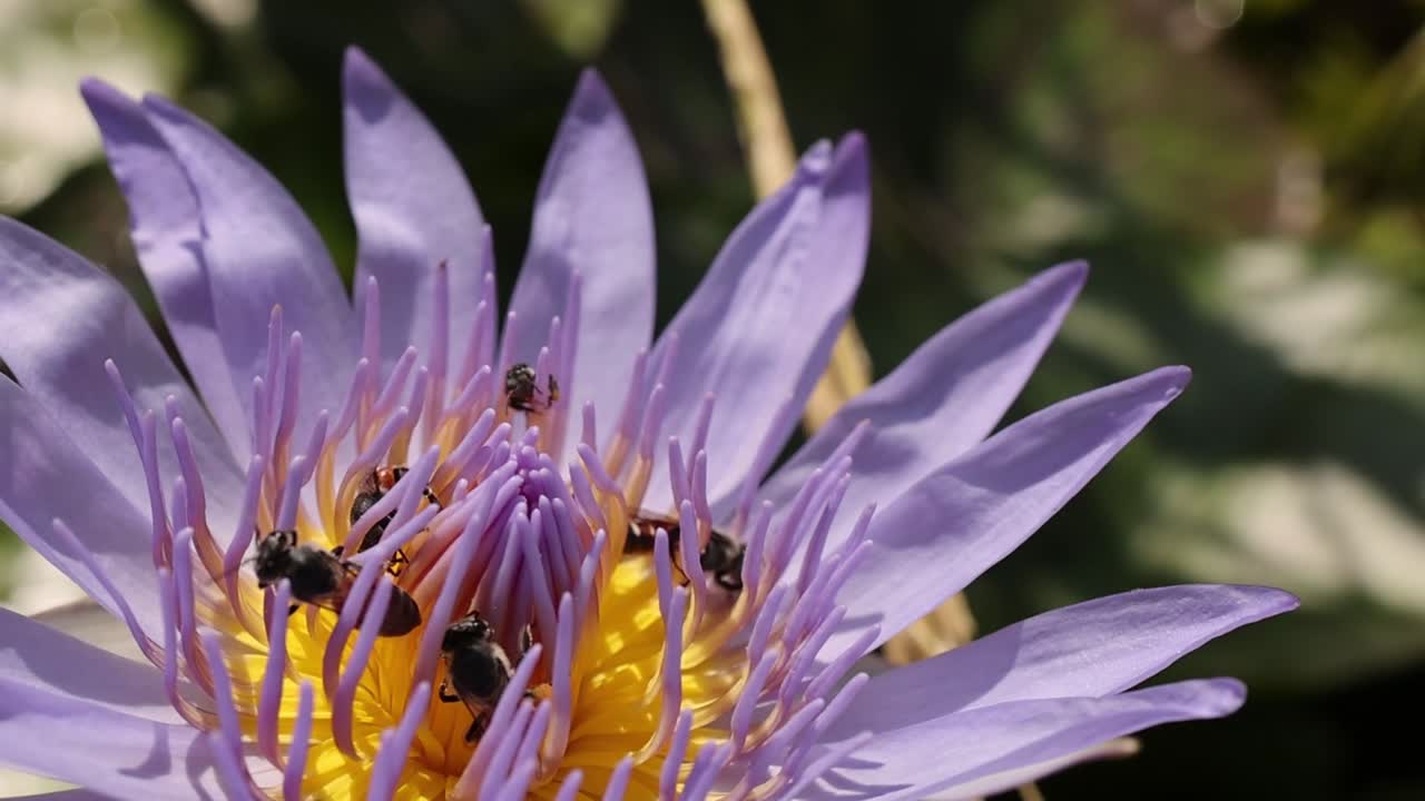 Close-up of bees interacting with the vibrant center of a purple water lily.