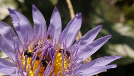 close-up of bees interacting with the vibrant center of a purple water lily.