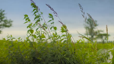 día de verano viento del campo susurrando a través de la pradera en un día de verano