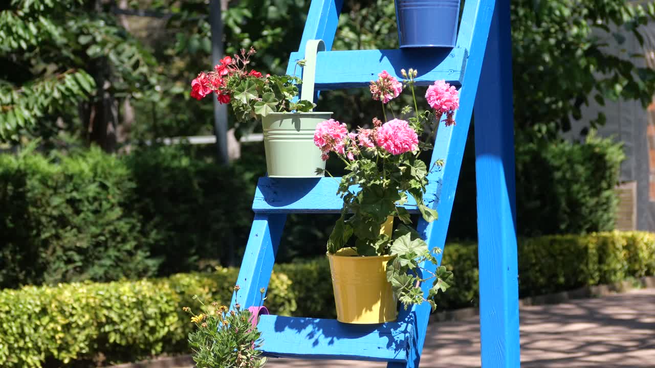 Blomster i krukker på en stige