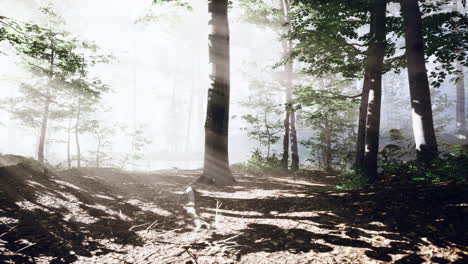 Sonnenstrahlen-In-Einem-Wald-An-Einem-Diesigen-Morgen